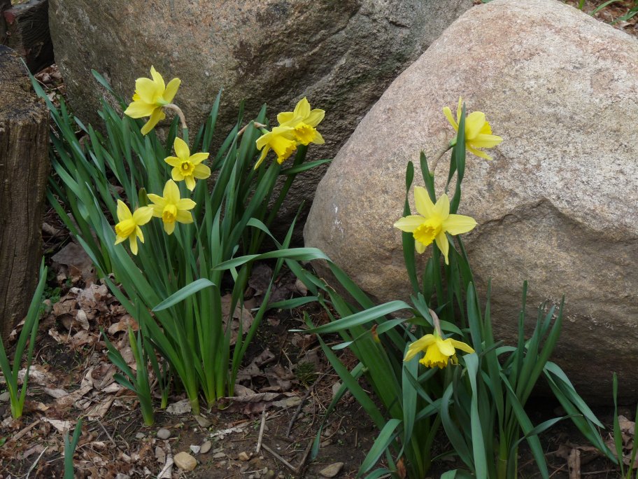 Hill Shepherd Define the Daffodil