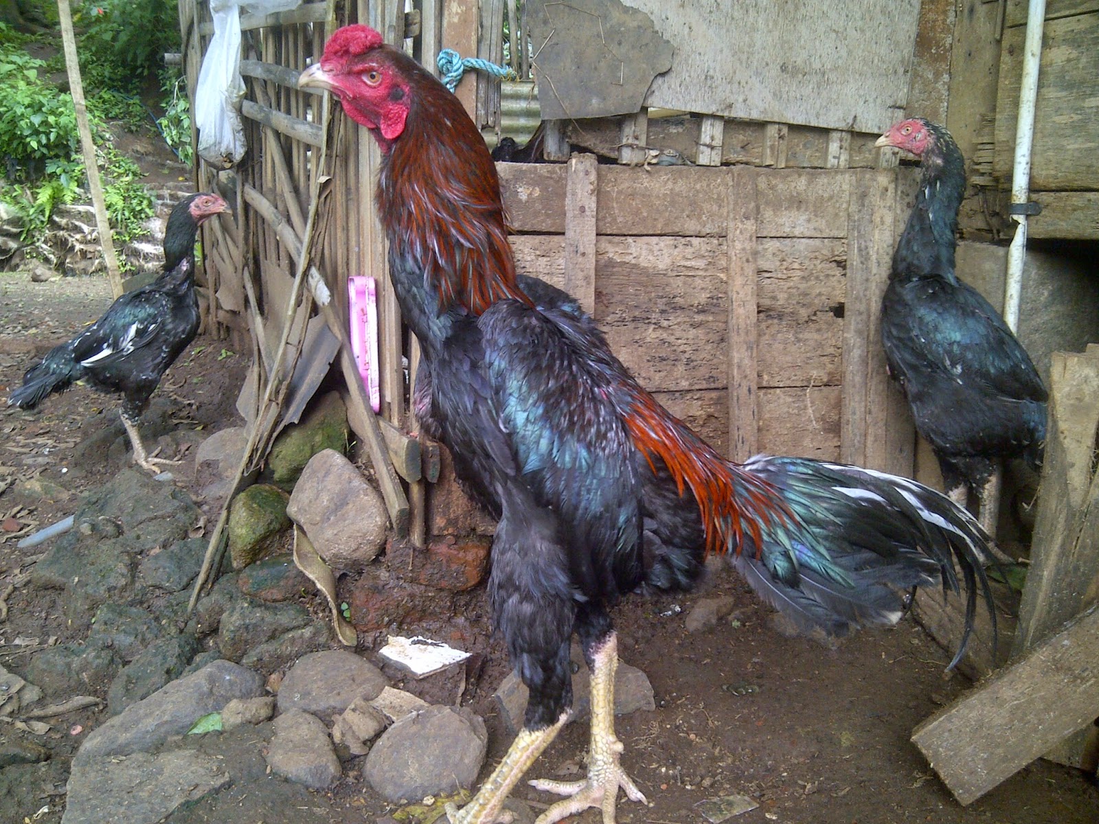 Ayam Aduan Garut: Ayam Bangkok PUKUL KO SIDZ 5
