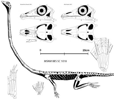 esqueleto de Tanystropheus