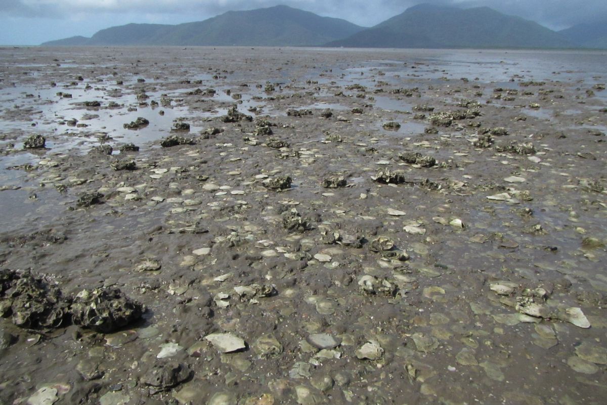 Queensland Coast Oyster Reefs of Far North Queensland