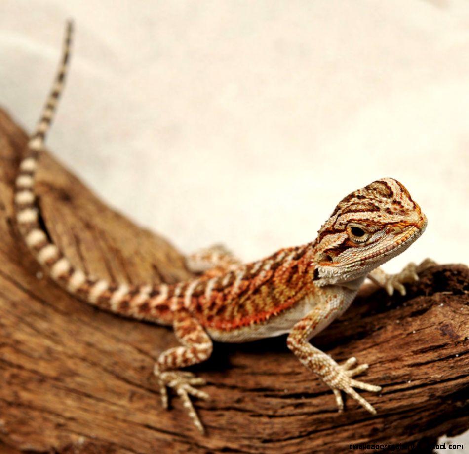 Baby Red Bearded Dragon