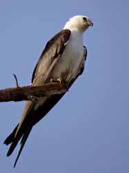 kites texas tree were birding wildlife watching se beside four another three right