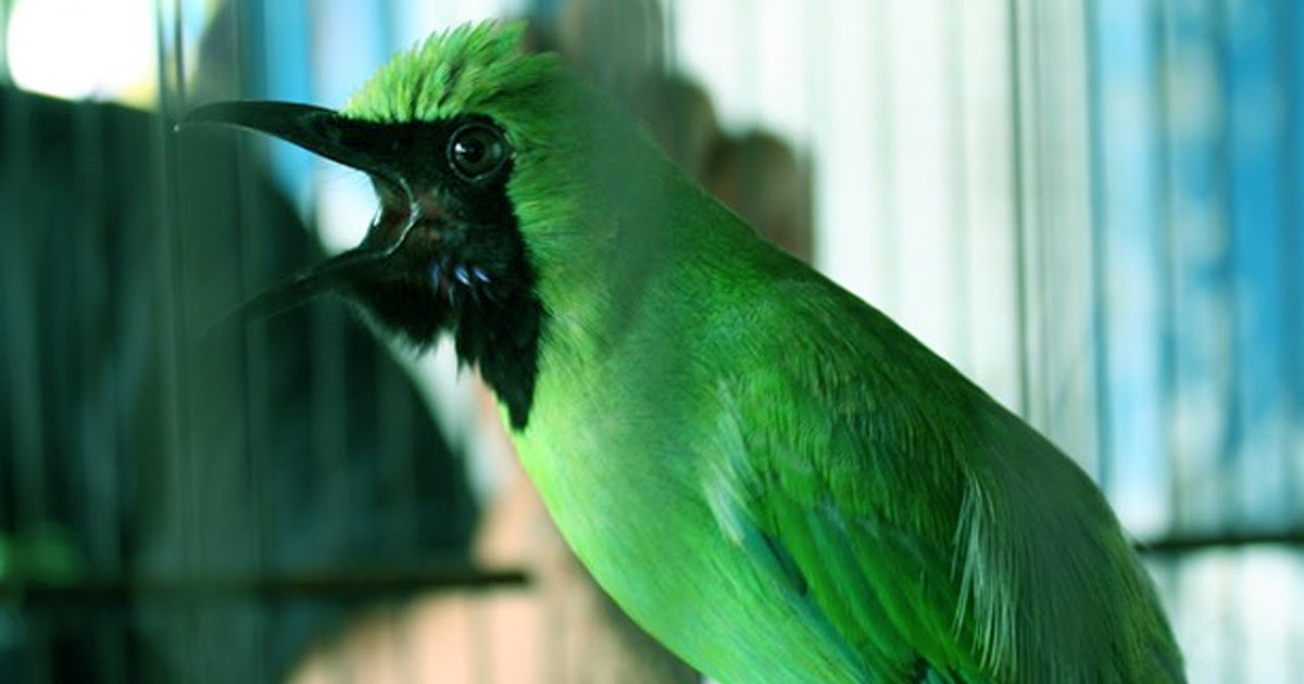 Lakukan Hal Ini Kalau Cucak Ijo Mengeluarkan Suara Serak