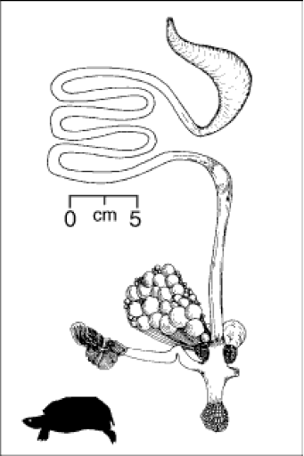 Midland Painted Turtle : Digestive Anatomy & Physiology