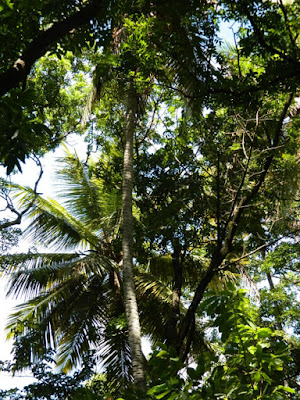 Palms at Diamond Botanical Gardens Soufriere St. Lucia by garden muses-not another Toronto gardening blog
