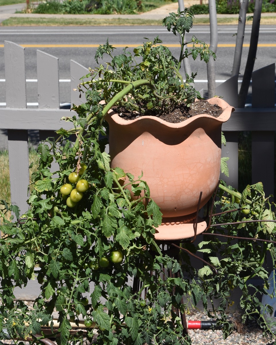 Colorado Mountain Gardener Container Gardening