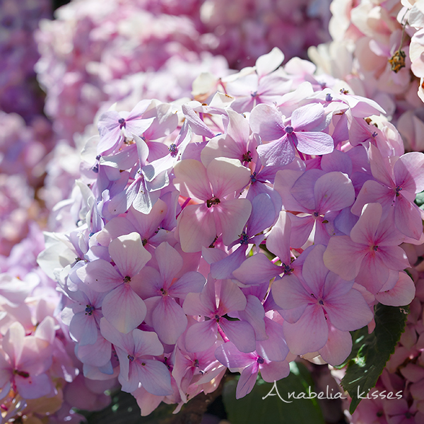 Anabelia Craft Design Anabelia Craft Design