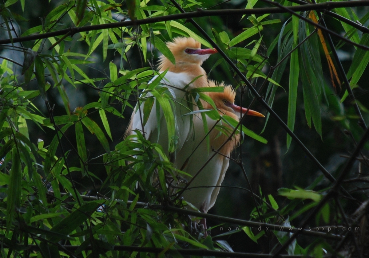 Go birdwatching at Baras Bird Sanctuary in Tacurong