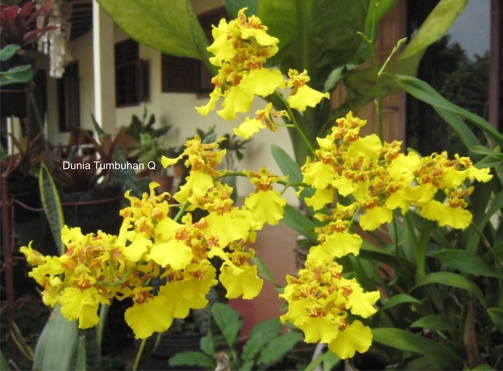 8 Jenis  Bunga  Anggrek  Populer di Indonesia di Copy dulu 