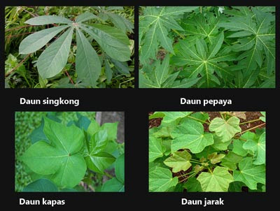 22+ Contoh tumbuhan daun sejajar info