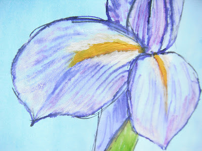 Iris illustration detail