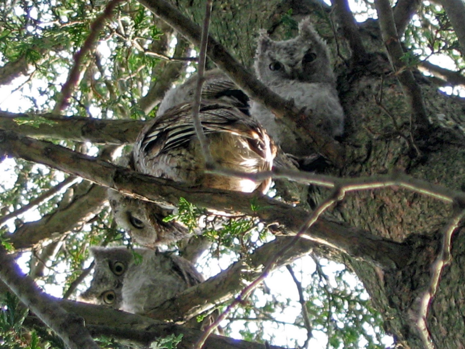 'Burg Birder Lure of the Owl