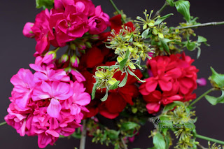 Flowers photography beautiful. Pelargonium flowers. Pink geraniums photo. Balcony Flower. Red flowers photography from FilkinaScarves. Geraniums are my favorite flowers balcony. They are rewarding with plenty of colors, contrasting with the beautiful green leaves and bringing a lot of color and pleasant atmosphere in the minutes when I sit down to have my afternoon coffee in the home terrace. #flowersphotography #flowersphotographybeautiful #pelargoniumflowers #Redflowersphotography #geraniums #pelargonium #balconyflowers #filkinascarves