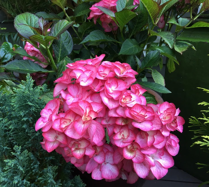 Tree Vine And Shrub Project Family Hydrangeaceaehydrangea