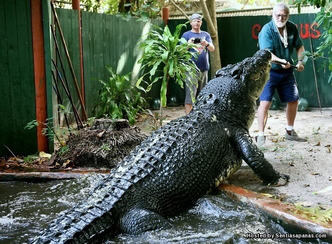 35 Mimpi buaya jinak