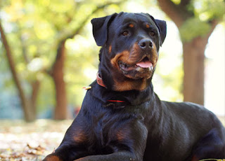 rottweiler-info-446x320px