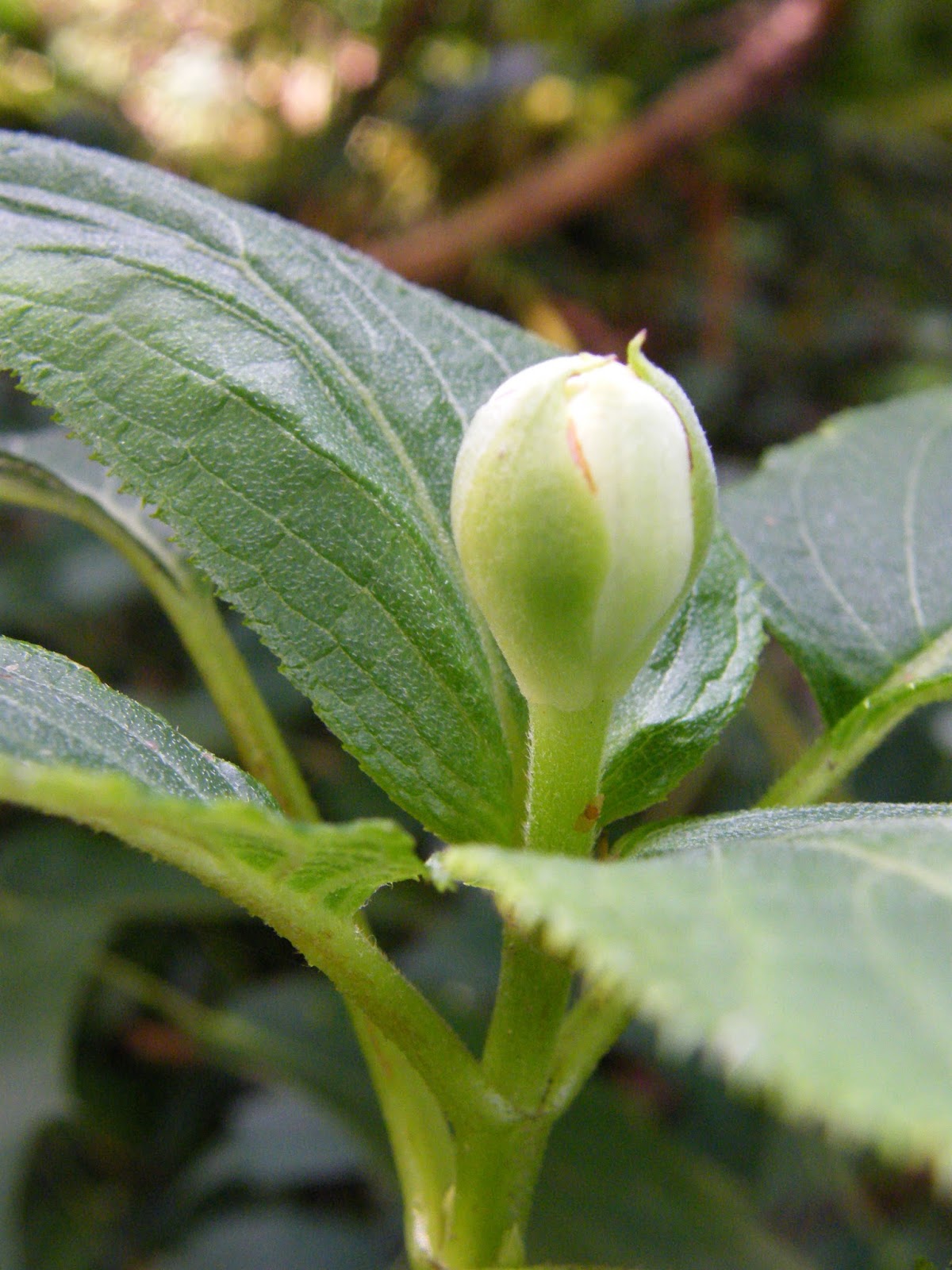 Hydrangea Varietes Pour Pdf Free Download