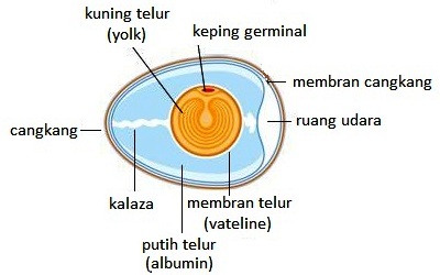Bagian-bagian Telur dan Fungsinya | MOP Indonesia