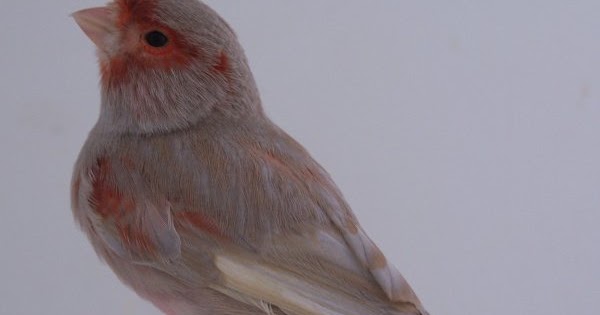 Le jaspe Talbi Ilyes Ornithologie