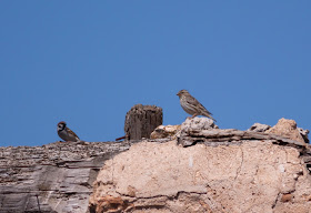 Rock Sparrow - Northern Spain