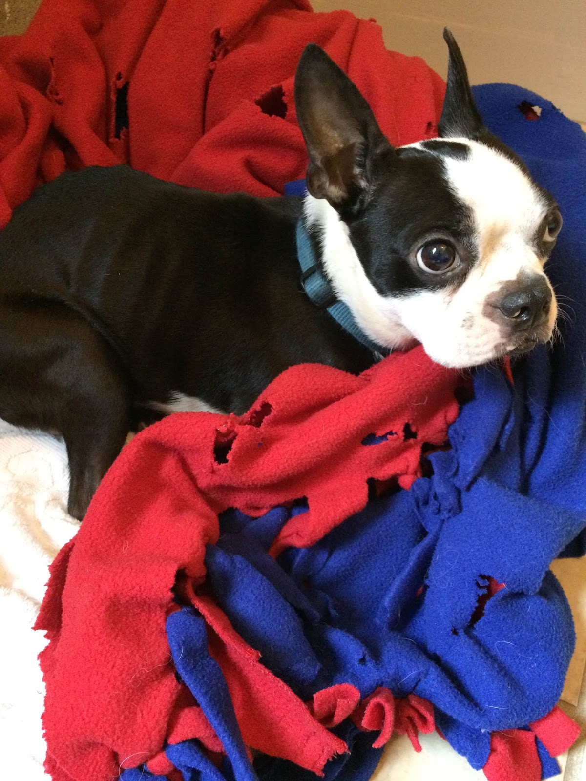 Boston Terrier Rescue Austin 84 - qbrgzbp