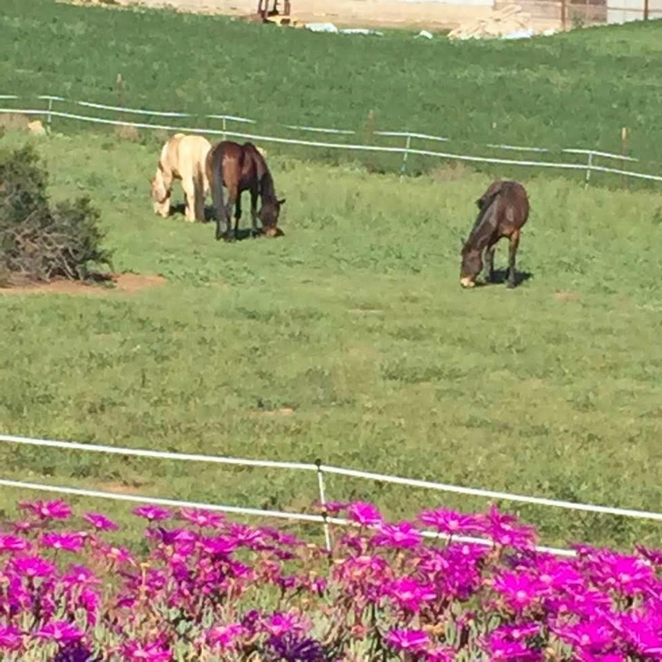 All About Ramona CA Horse properties for sale in Ramona, CA. 2703