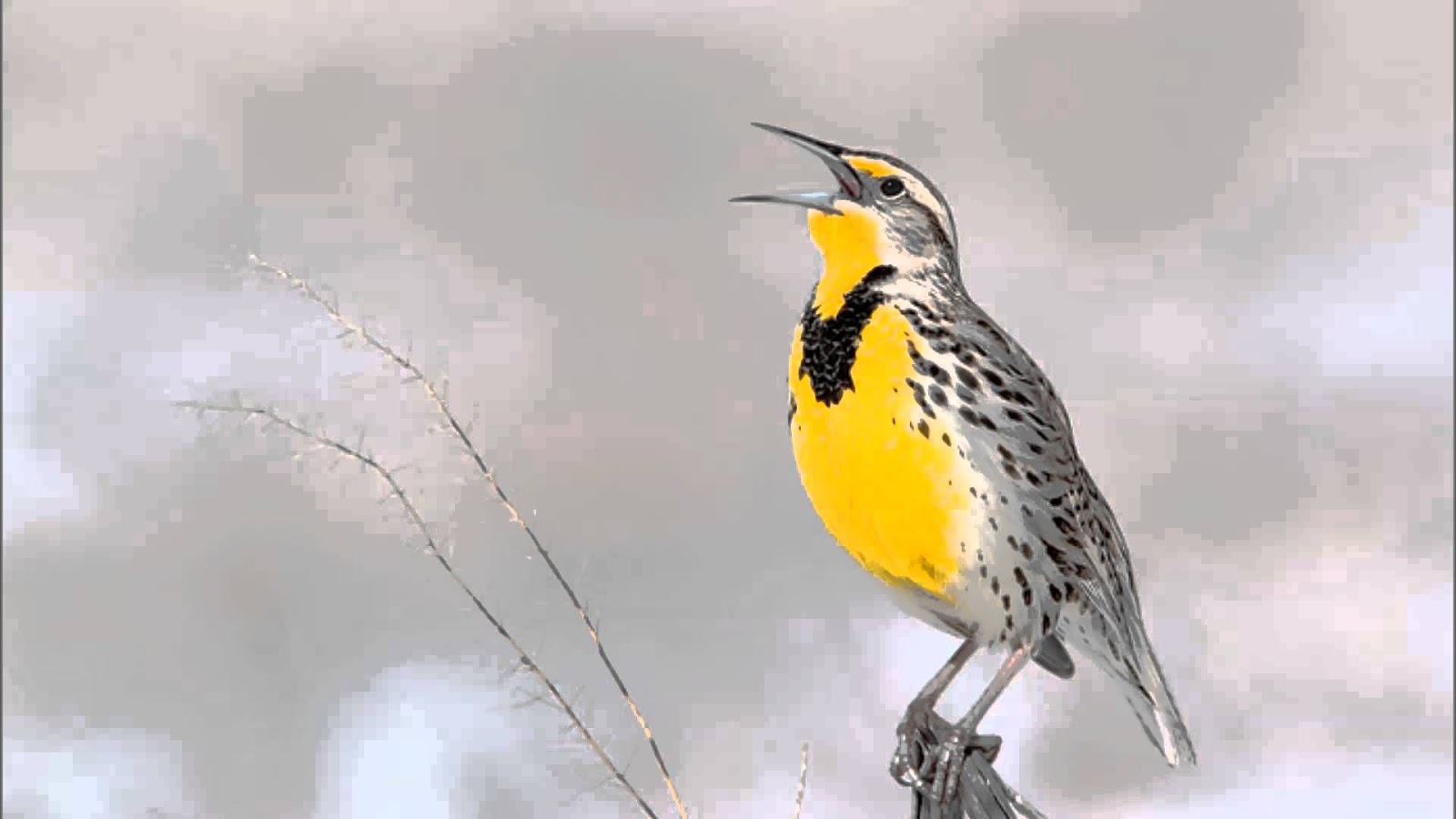 Bird call. Meadowlark — sunlight. Подвиды дроздовых. Сильный звук птицы. Bird sound.