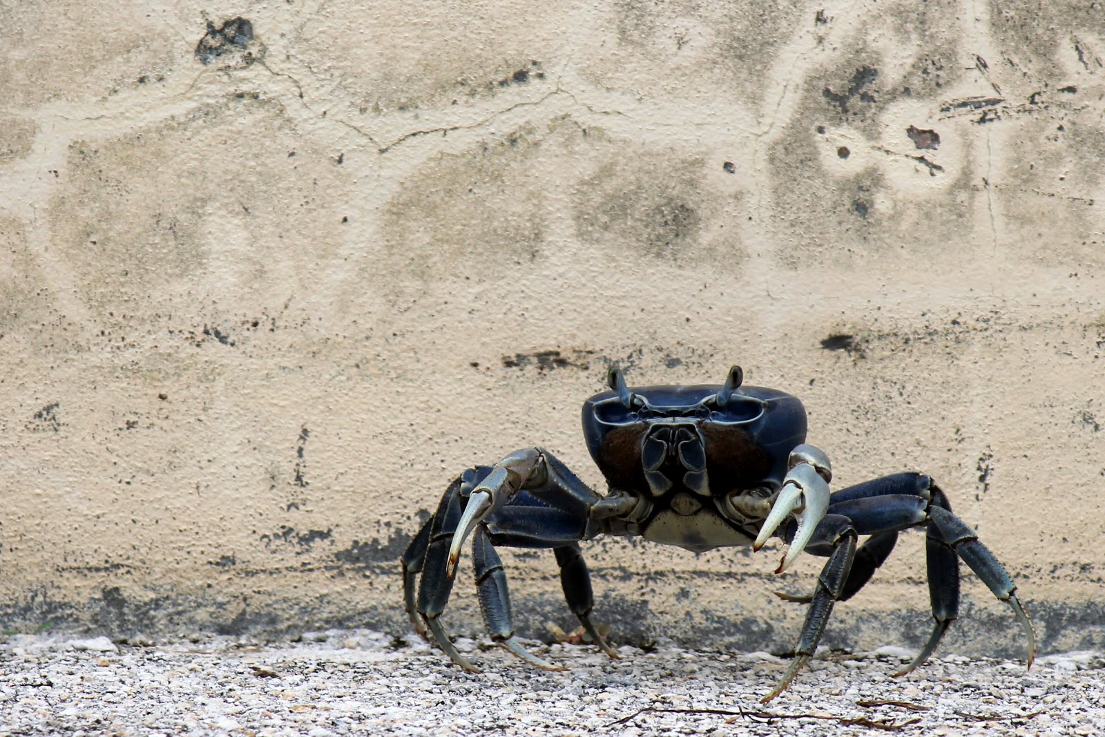 mitcheci photos: Florida: Blue Crab
