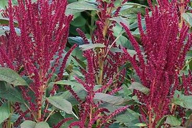 VEGETABLE JUICE Amaranth juice