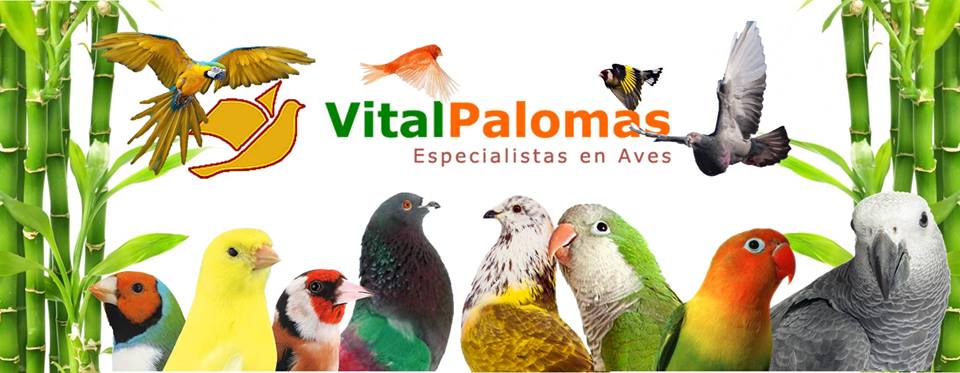 Vitalpalomas