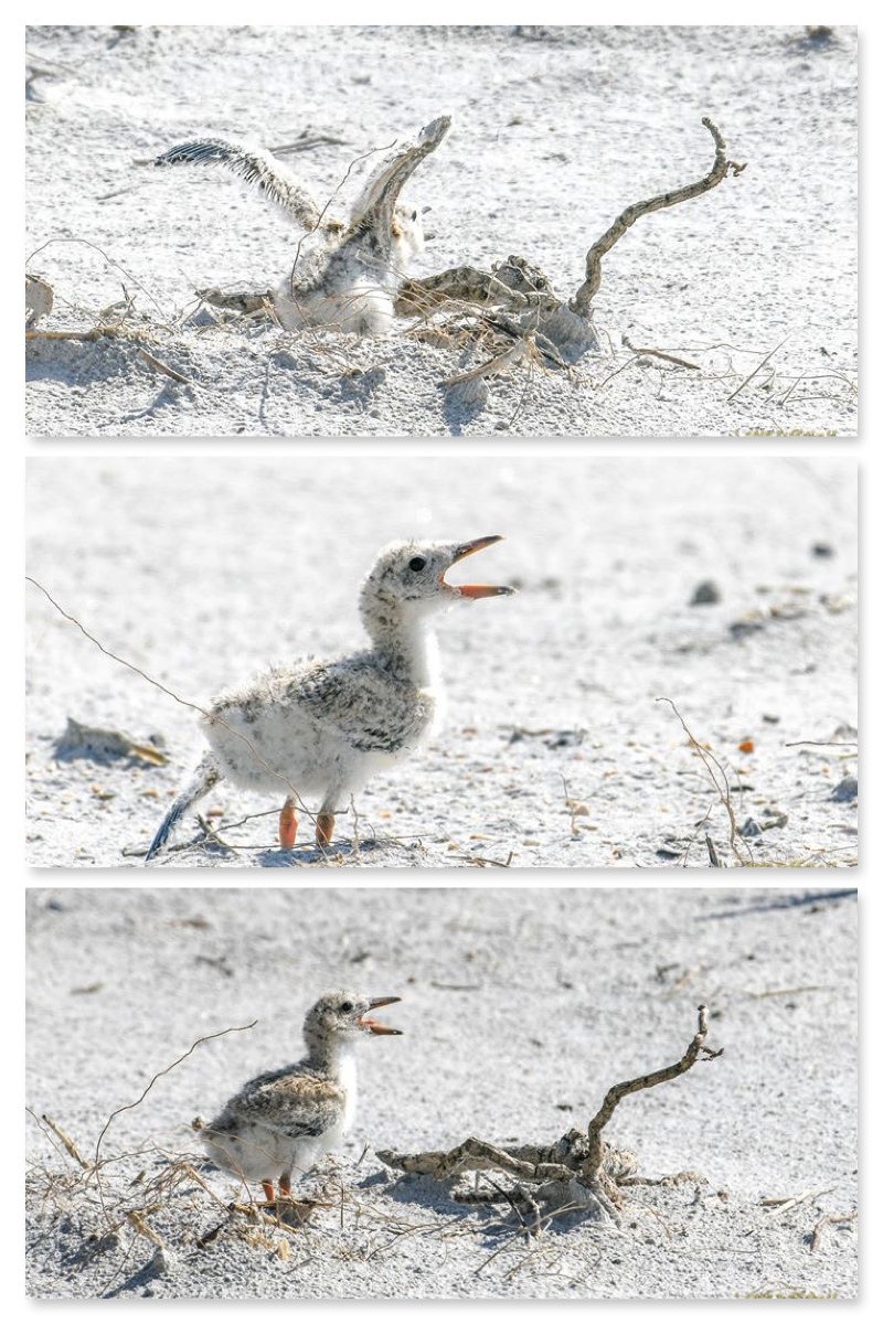 Wrightsville Beach Bird Stewards Black Skimmer Chicks