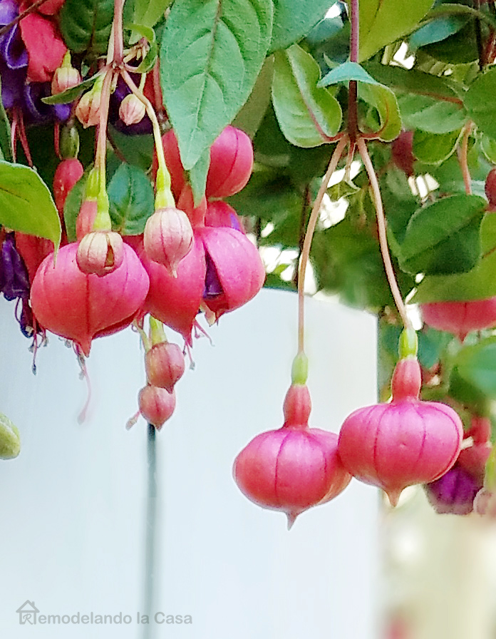 pink and purple flowers of fuschia plant