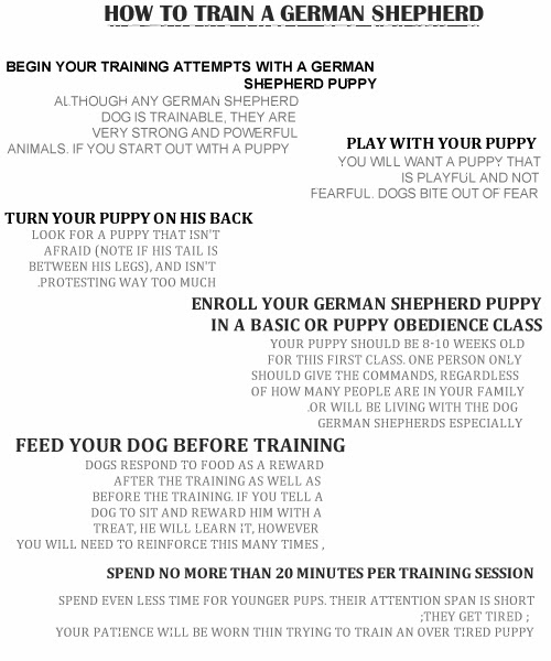 tips-german-shepherd-puppy-training-to-be-expert