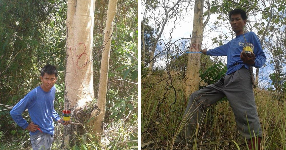 Sustainable Development: Numbering the trees, part 2