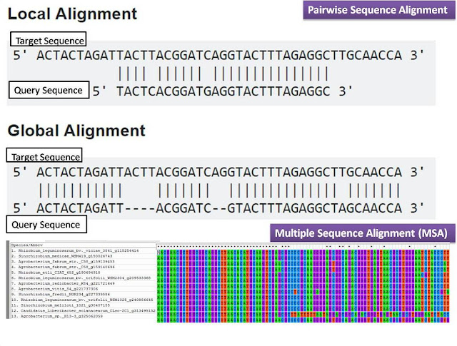 pair-wise and multiple sequence alignment