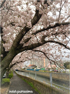 sprig, spring in japan, sakura, sakura flower, flower, bunga sakura