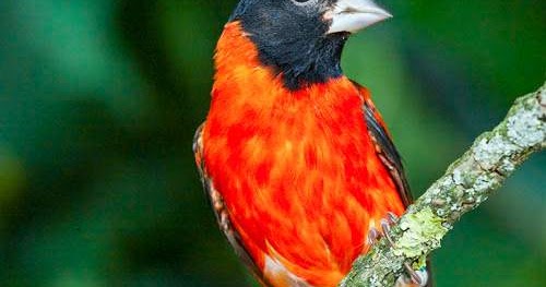 Red siskin American birds Birds of India Bird World