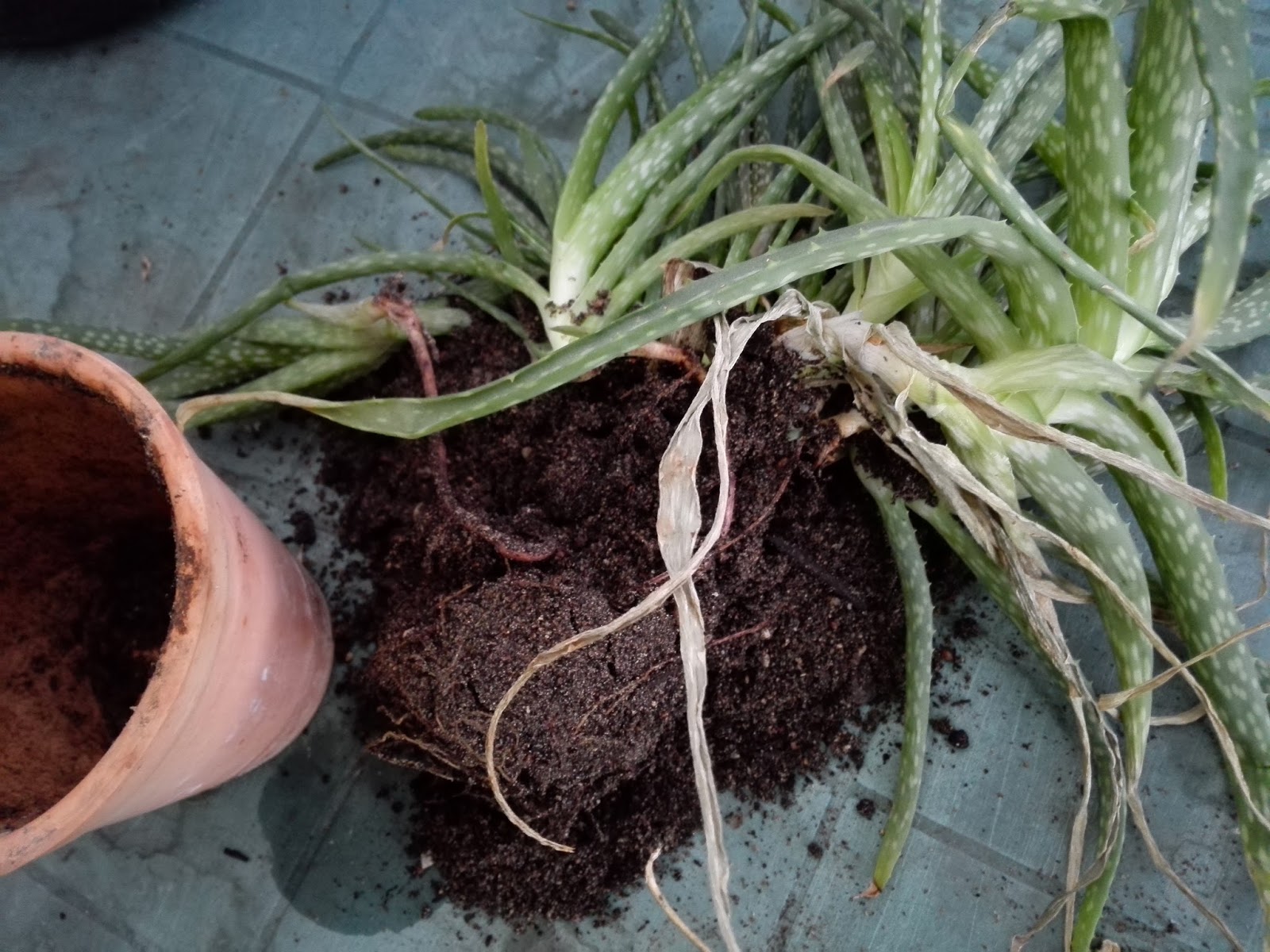 Aloe Vera; potteplanter og ompotning –