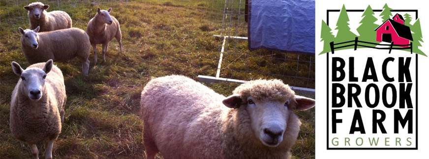 Black Brook Farm Growers