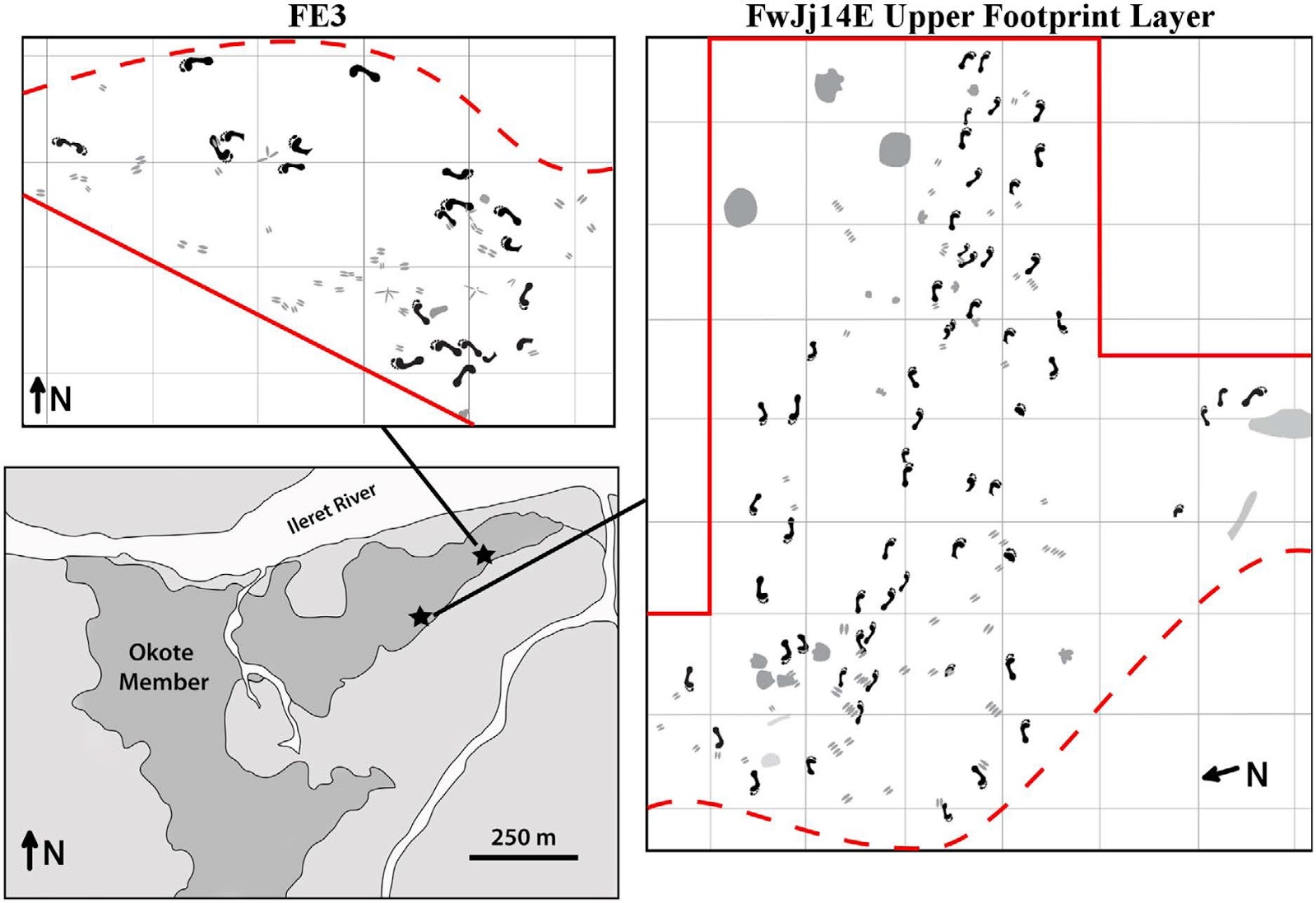 Sciency Thoughts Hominin footprints from 1 500 000yearold deposits