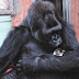 Gorilla Koko ka një mesazh për njerëzimin (Video)