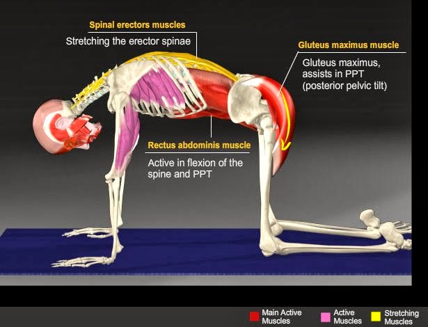 Amazing Yoga Asana Anatomy
