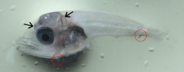 Larval skipjack tuna ID