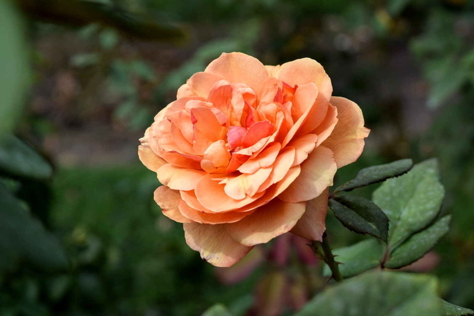 HappiLeeRVing Norfolk Botanical Garden