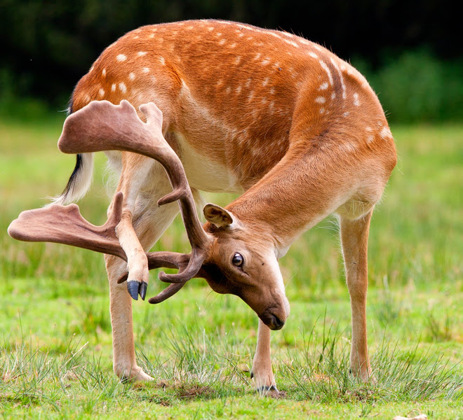Photo : 足がかゆい鹿