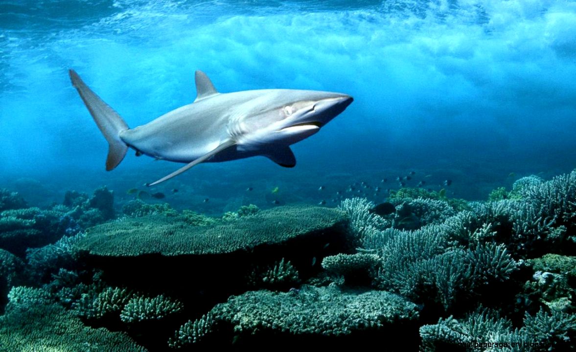 Underwater Shark Wallpaper