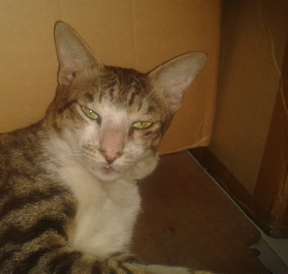 Gambar Kucing Galau Berat - Koleksi Gambar HD