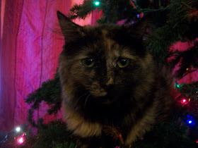 Close up of a cat sitting in a Christmas Tree 