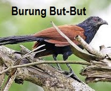 Anim Agro Technology Burung But But Kehebatannya