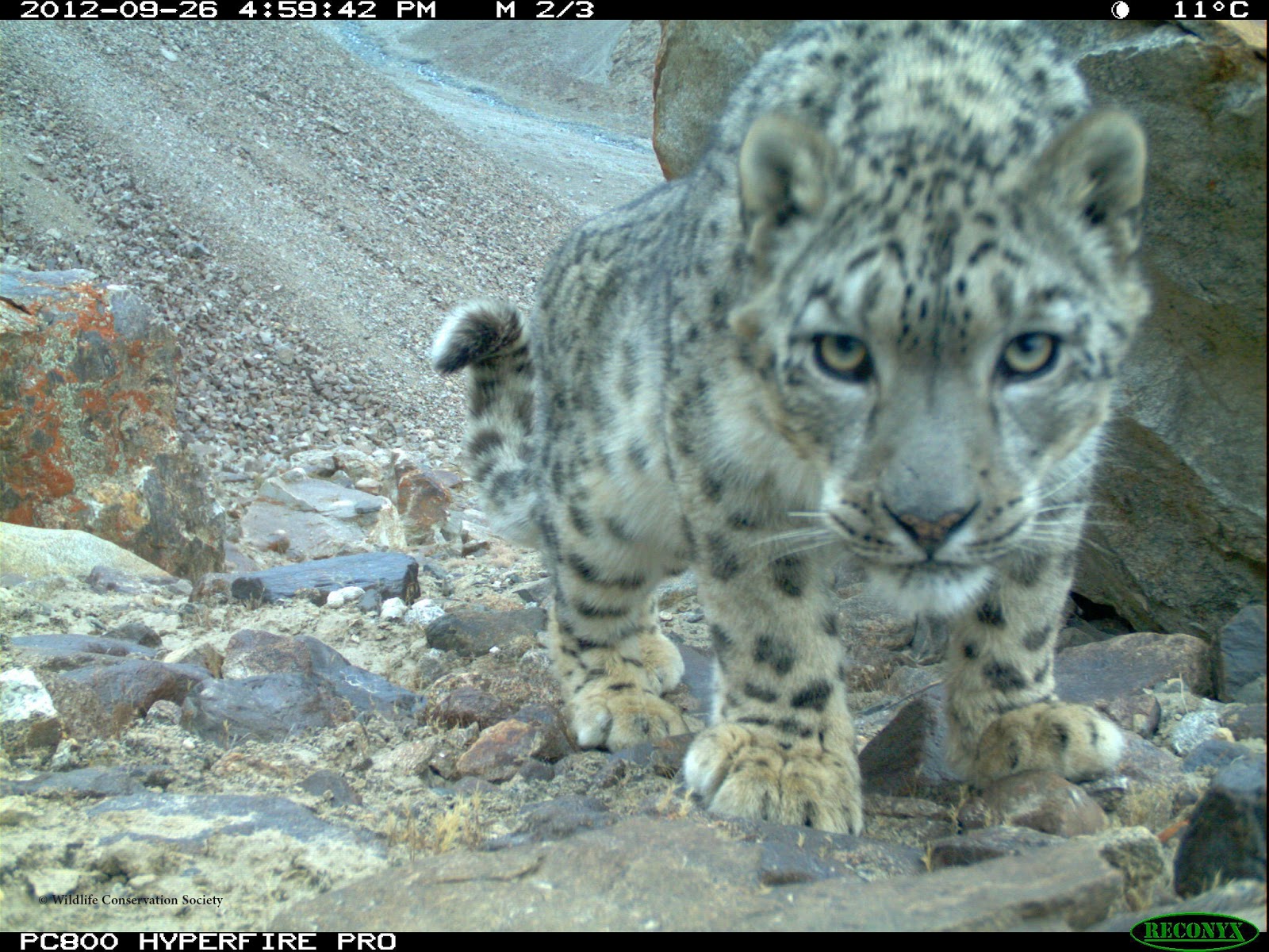 A reflection on this International Snow Leopard Day